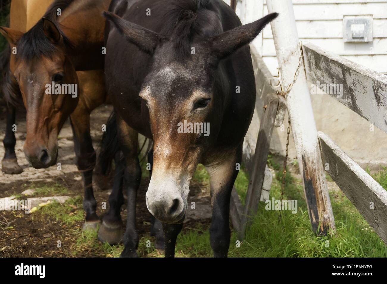 Close-up of a black mule followed by a brown horse next to a weathered white fence with green grass Stock Photo