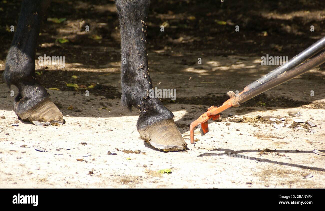 Hooves getting trimmed with a long tool Stock Photo Alamy