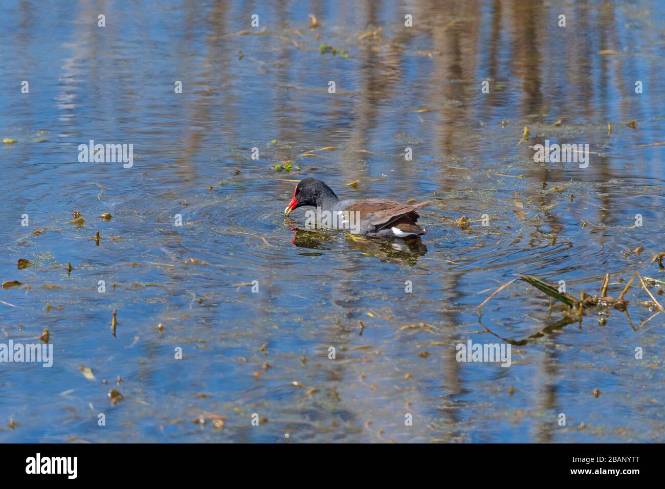 Common Gallinule Swimming in Elm Lake in Brazos Bend State Park in Texas Stock Photo