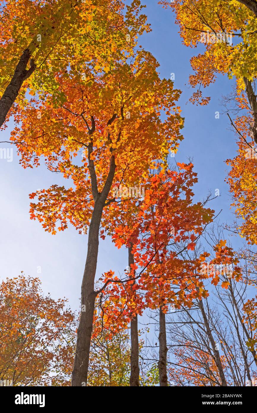 Color Transitions Against a Blue Sky in the Louis M Groen Nature Preserve in Johannesburg, Michigan; Stock Photo