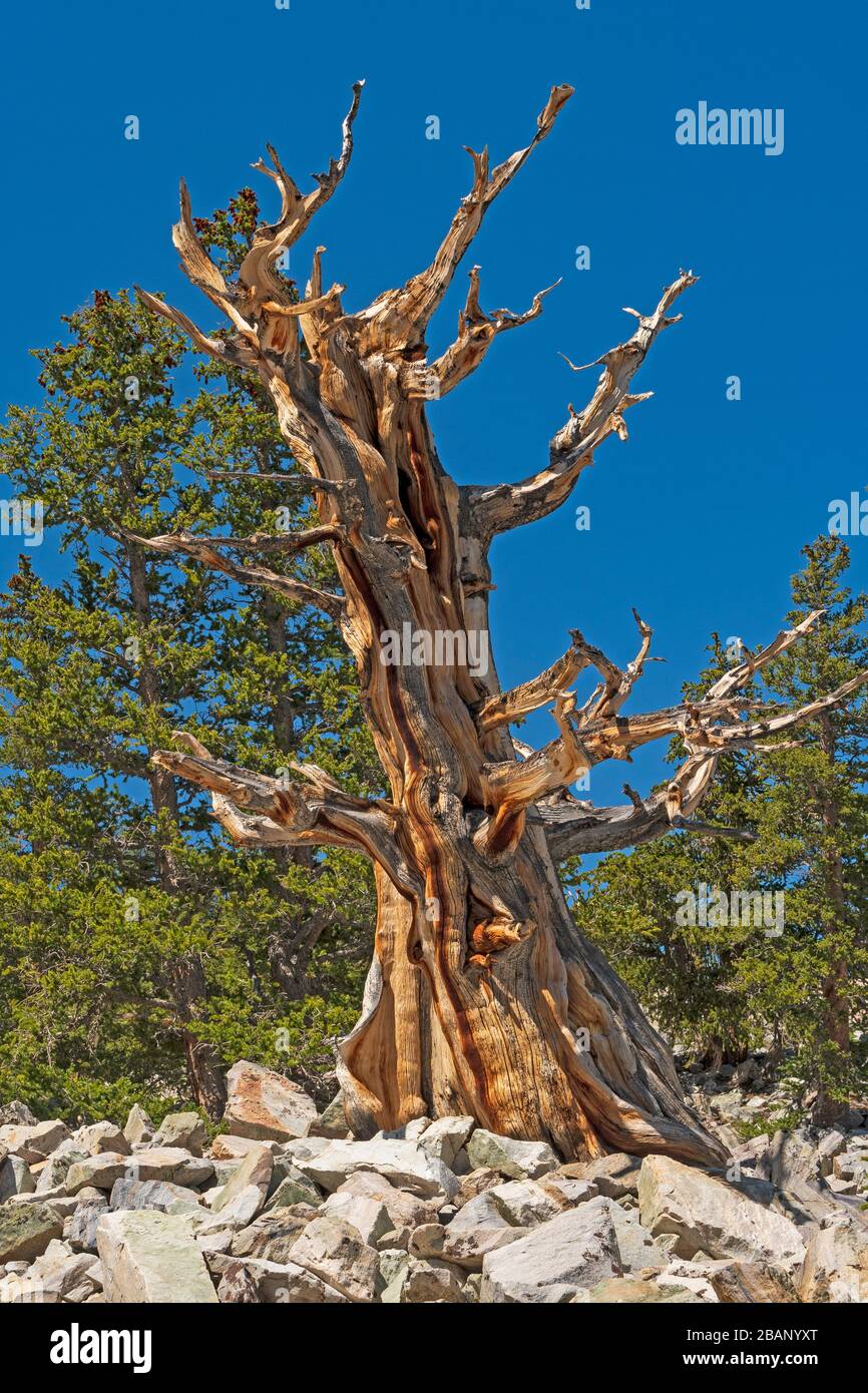 Dramatic Bristlecone Pine Tree Trunk in the Mountains in Great Basin National Park in Nevada Stock Photo