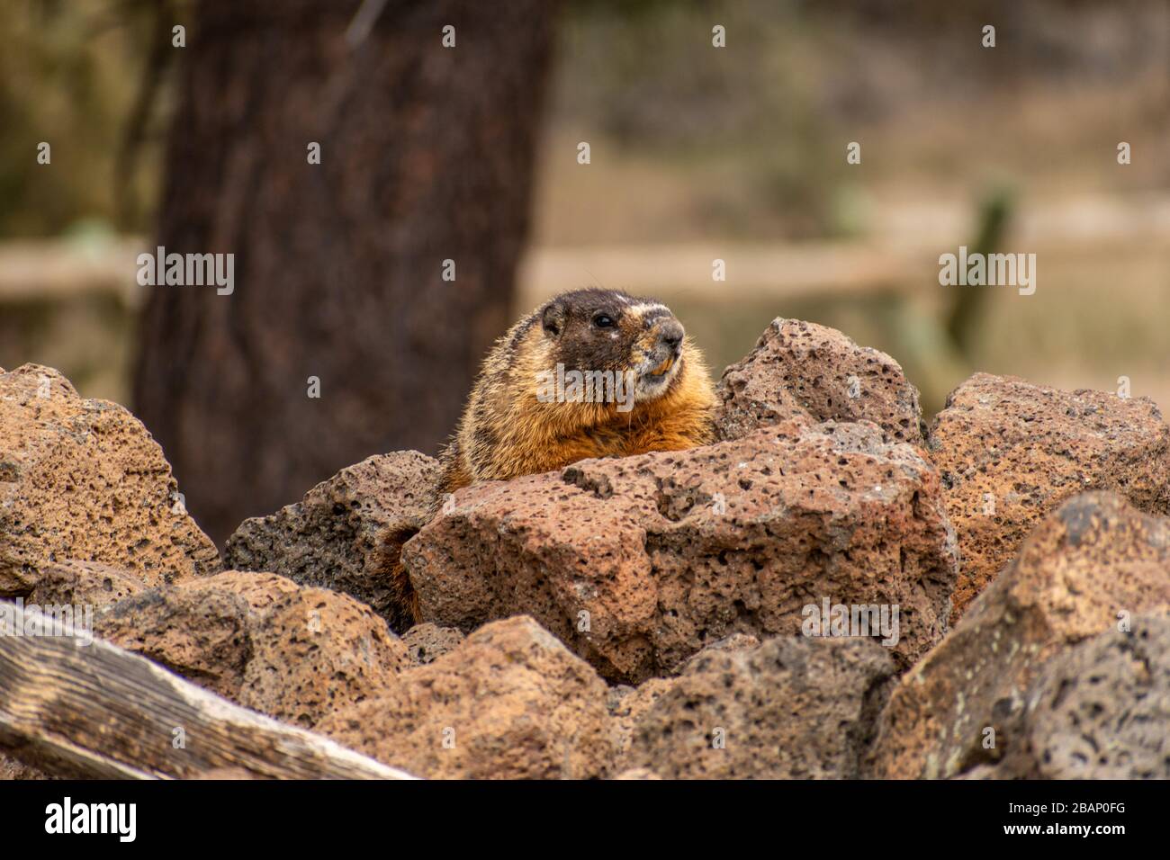 Rock Chuck (yellow-bellied marmot) laying on lava rock Stock Photo