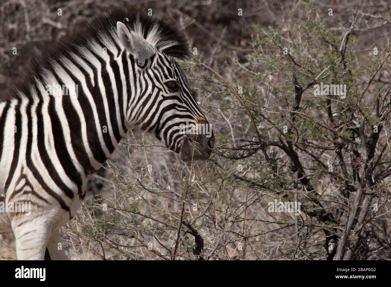 Profile of Zebra in Namibia Stock Photo - Alamy