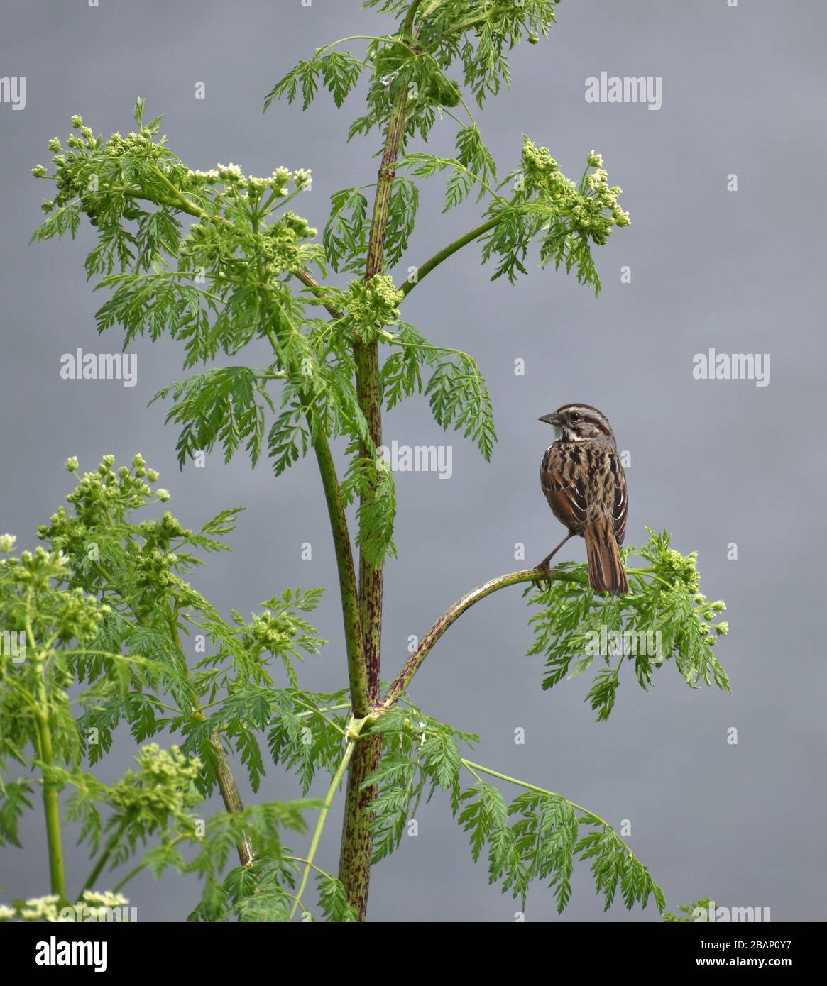 A song sparrow (Melospiza melodia) perched on a green plant of non-native poison hemlock (Conium maculatum) near Struve Slough in California. Stock Photo