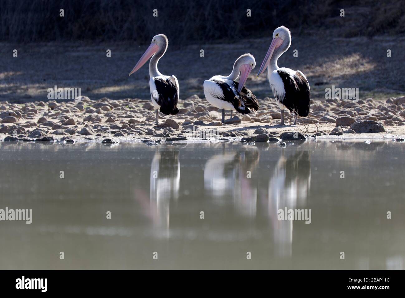 Resident pelicans on the waterhole of the dig tree Burke and Wills Western Queensland