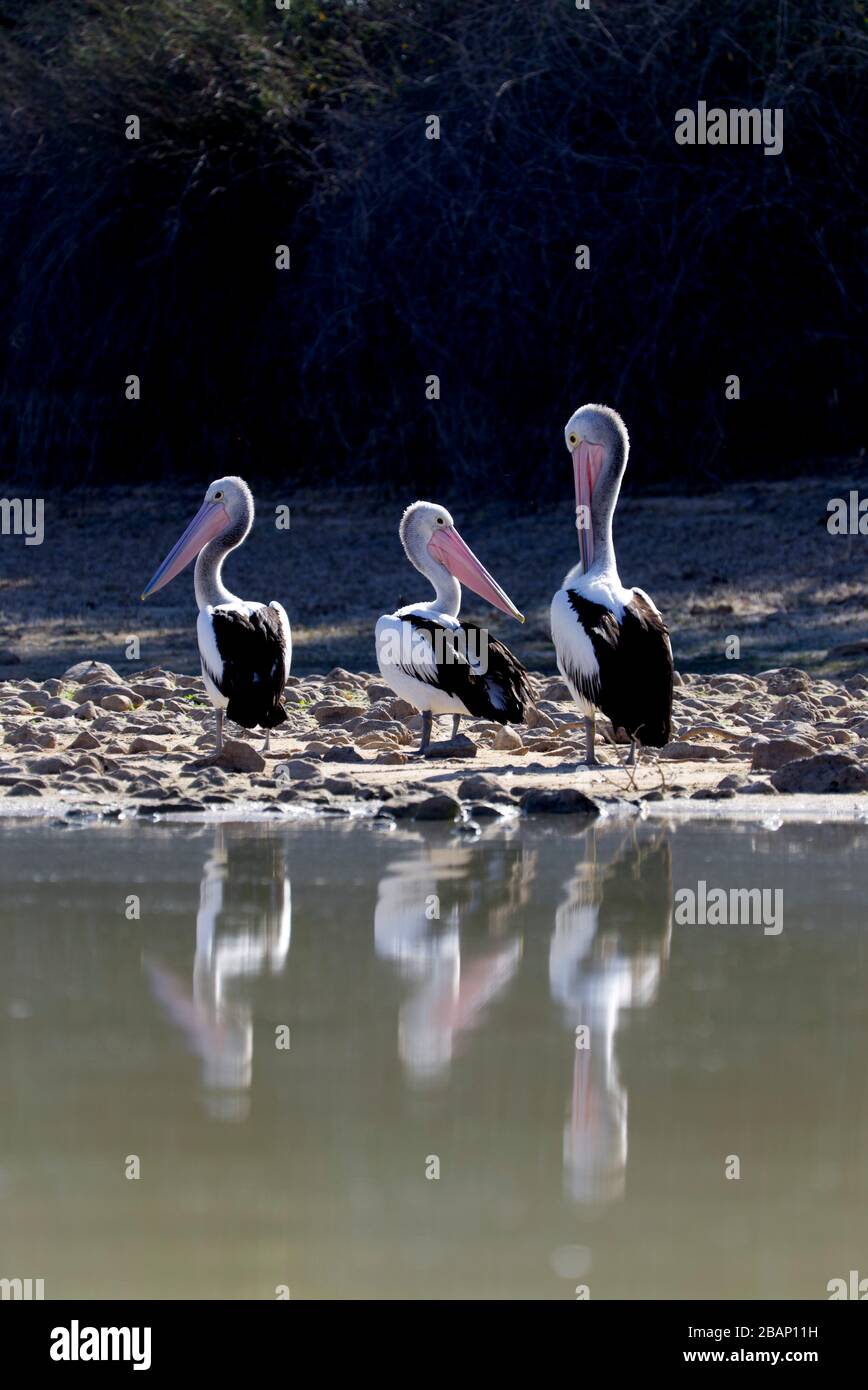Resident pelicans on the waterhole of the dig tree Burke and Wills Western Queensland