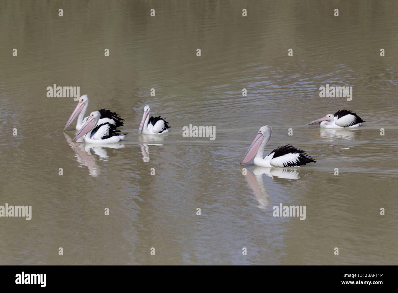 Resident pelicans on the waterhole of the dig tree Burke and Wills Western Queensland