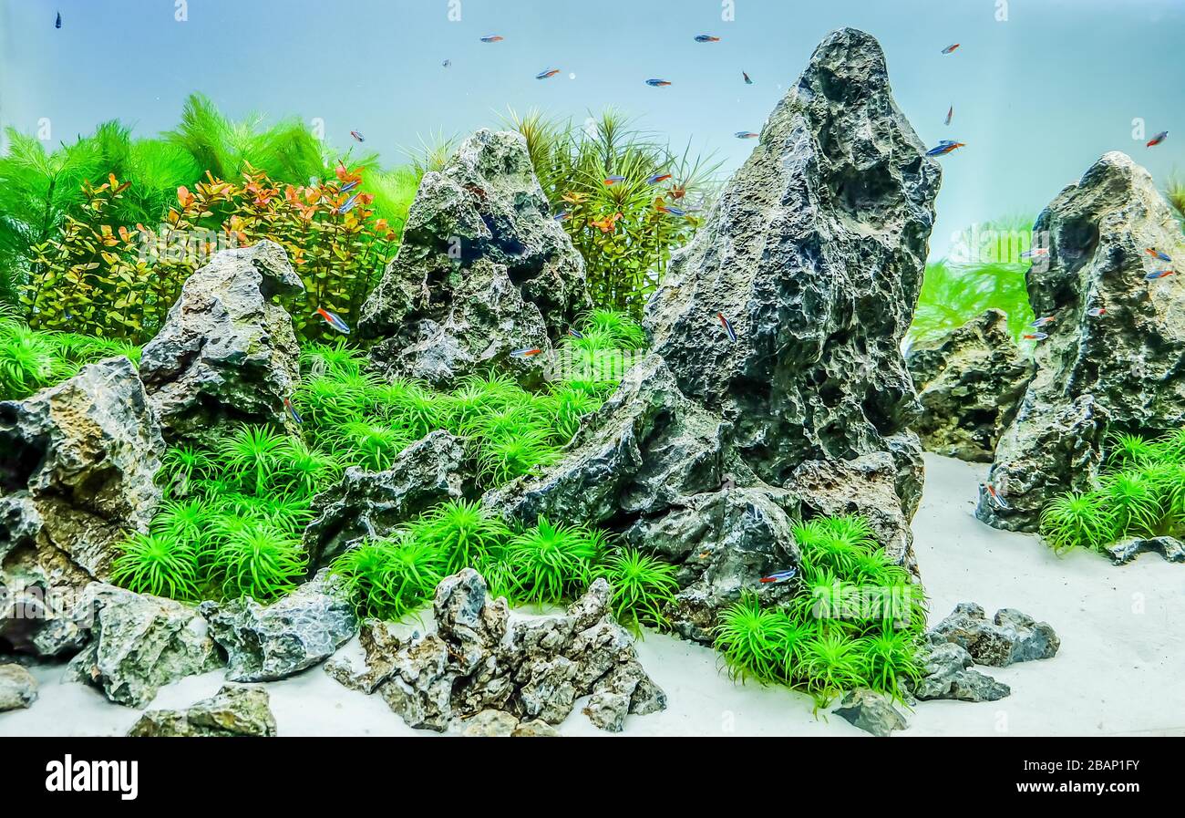 Planted tropical aquarium with neon Stock Photo