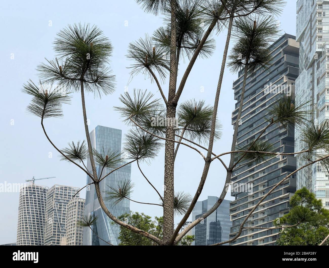 A tree in Parque La Mexicana in Mexico City stands in front of modern buildings on Paseo de los Arquitectos.  The park was closed during Covid-19 Stock Photo