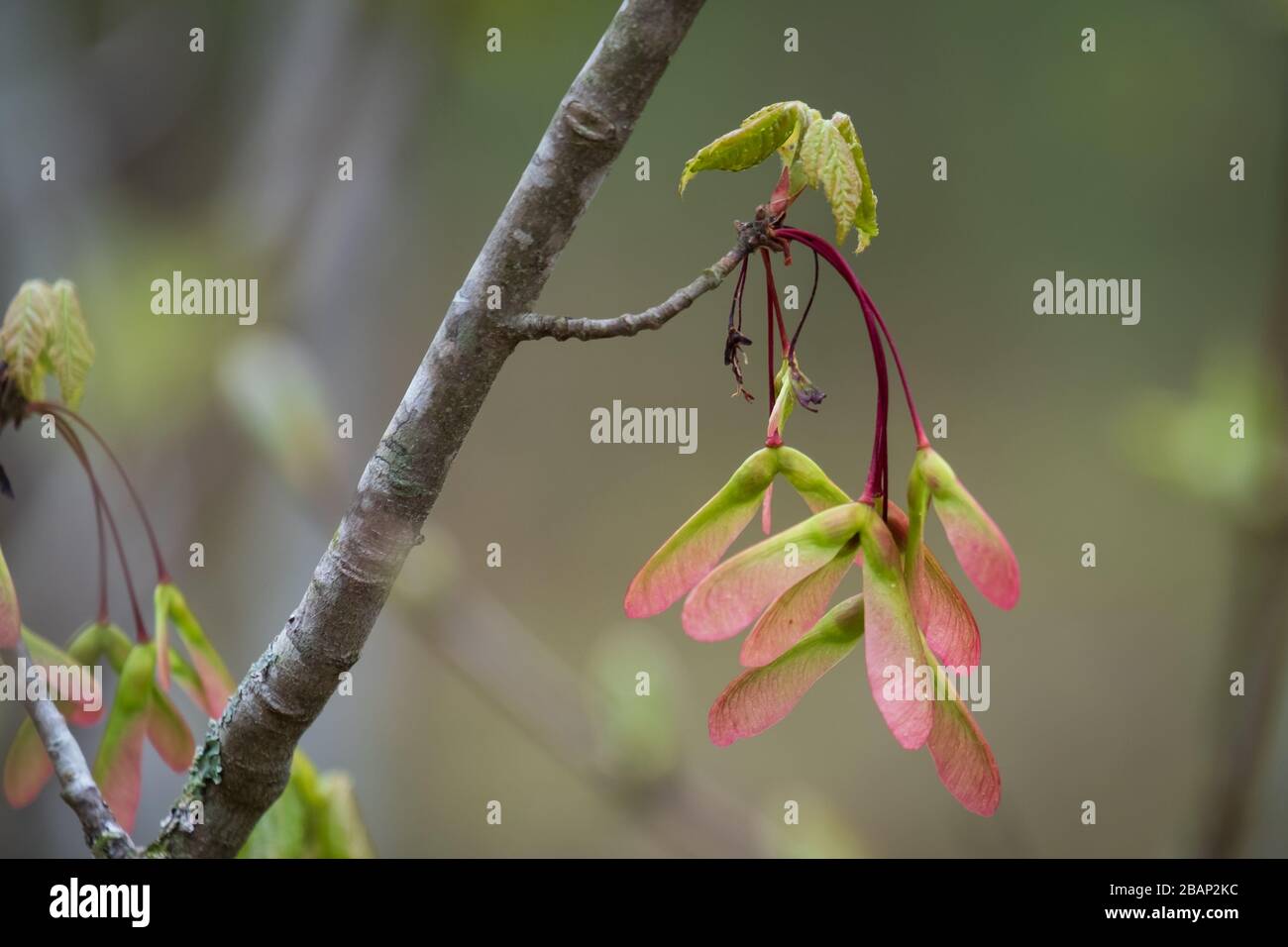 The red and green samaras hang down from a sprig of a red maple tree in