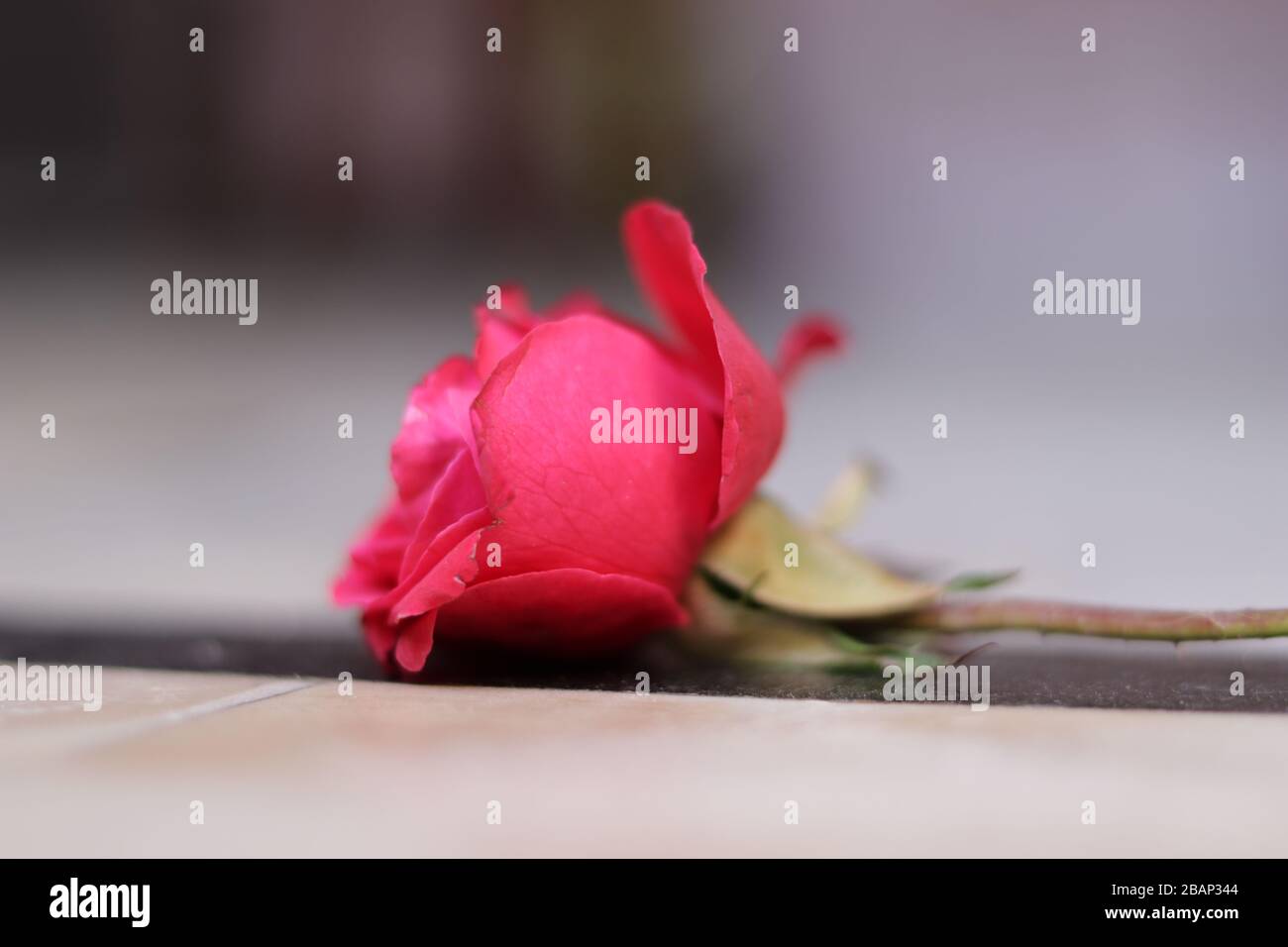 Pink rose in nature on white background Stock Photo - Alamy