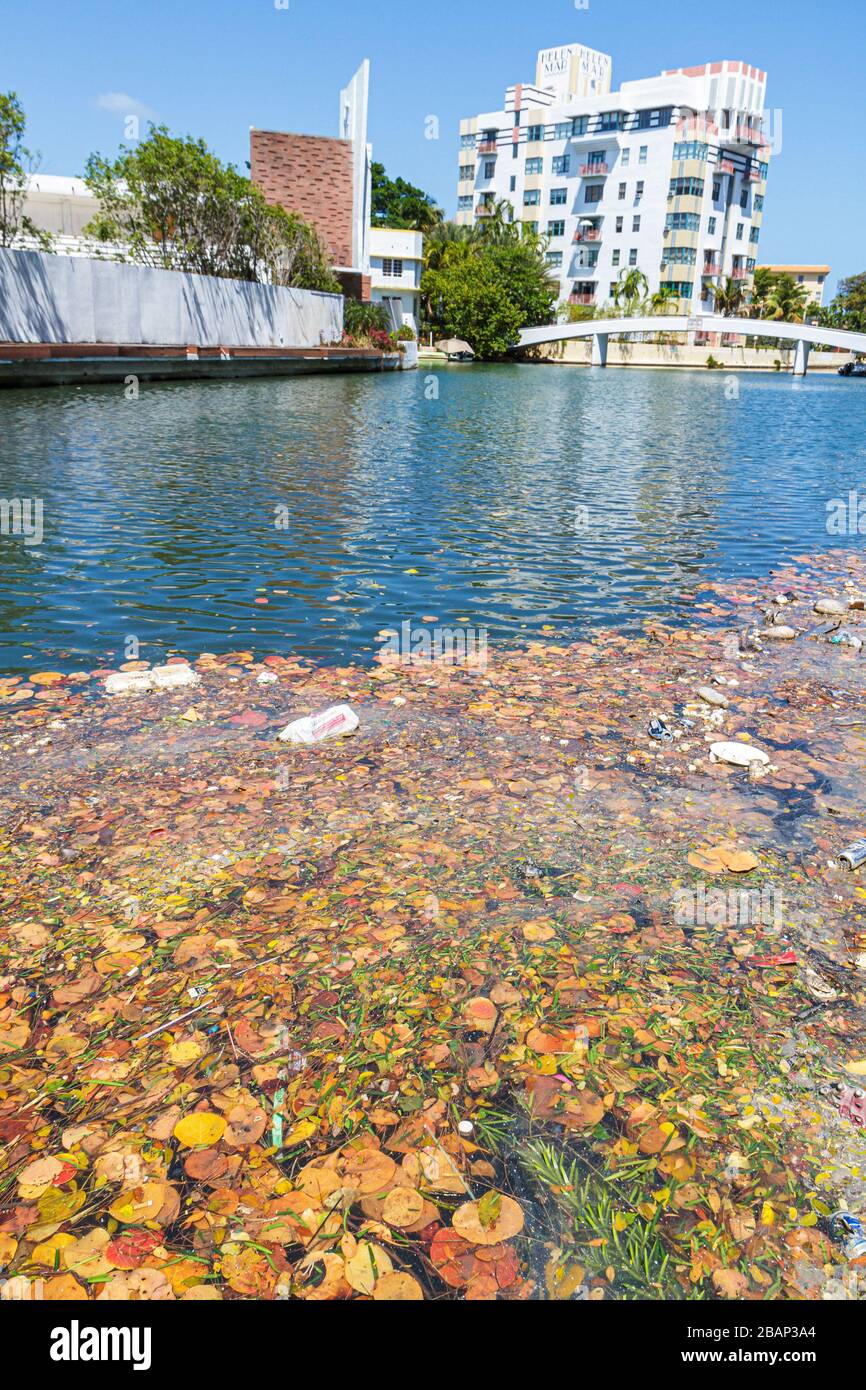Miami Beach Florida,Indian Creek,debris,trash,floating,pollution,dead leaves,FL110331069 Stock Photo