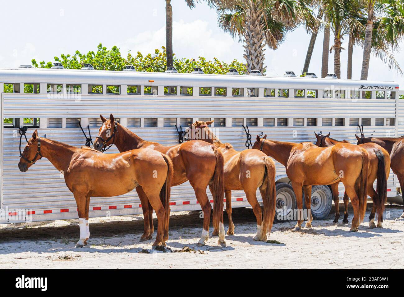 Miami Beach Florida,AMG Polo World Cup,horses,ponies,van,FL110429017 Stock Photo