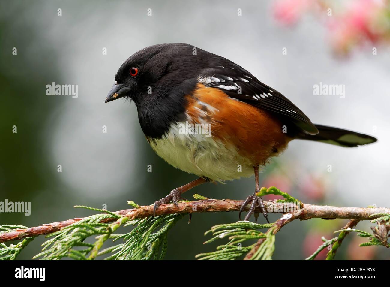 Male spotted towhee (Pipilo maculatus) perched on Western redcedar branch, Snohomish, Washington, USA Stock Photo