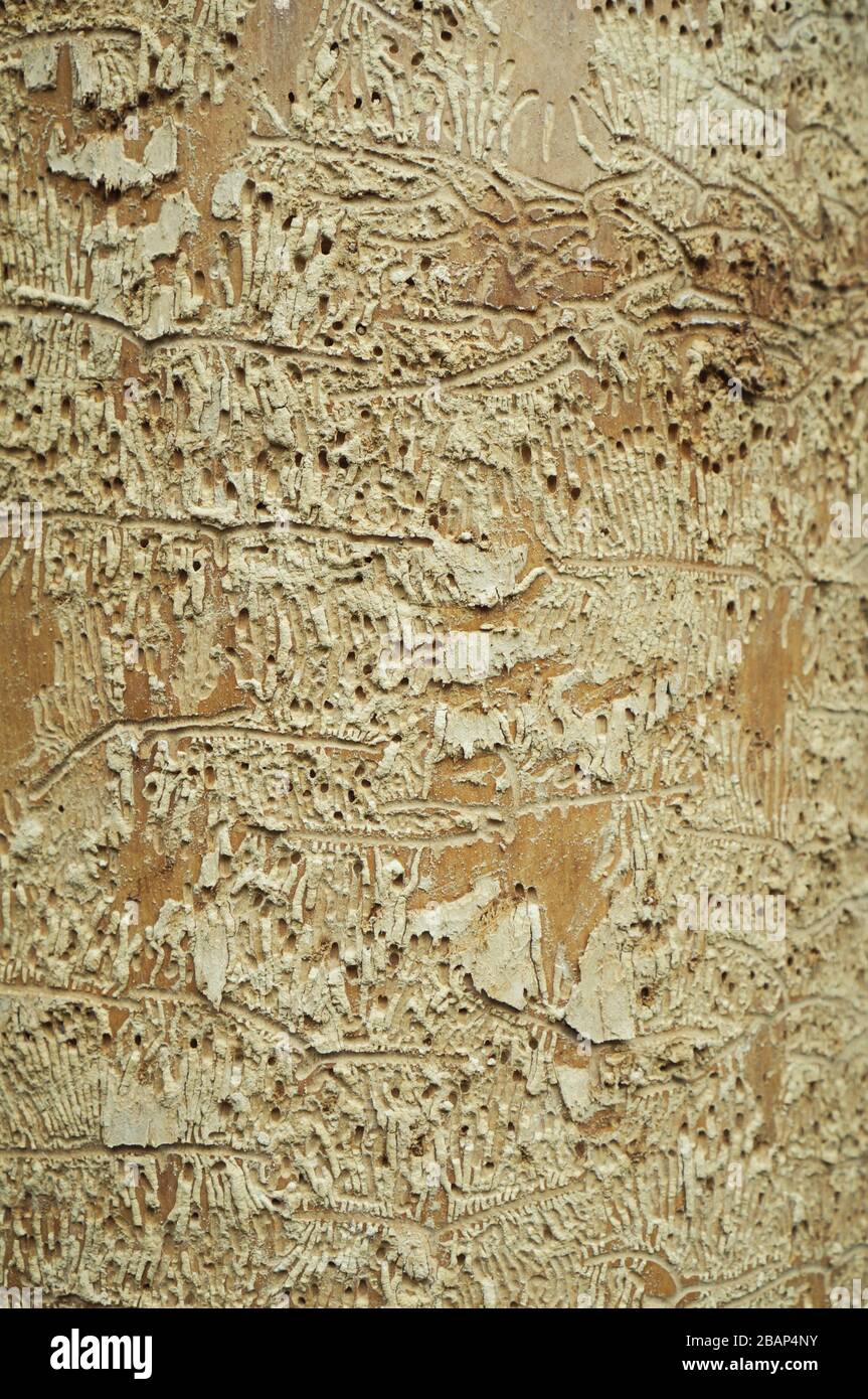 wood-worm - pest - wood Stock Photo
