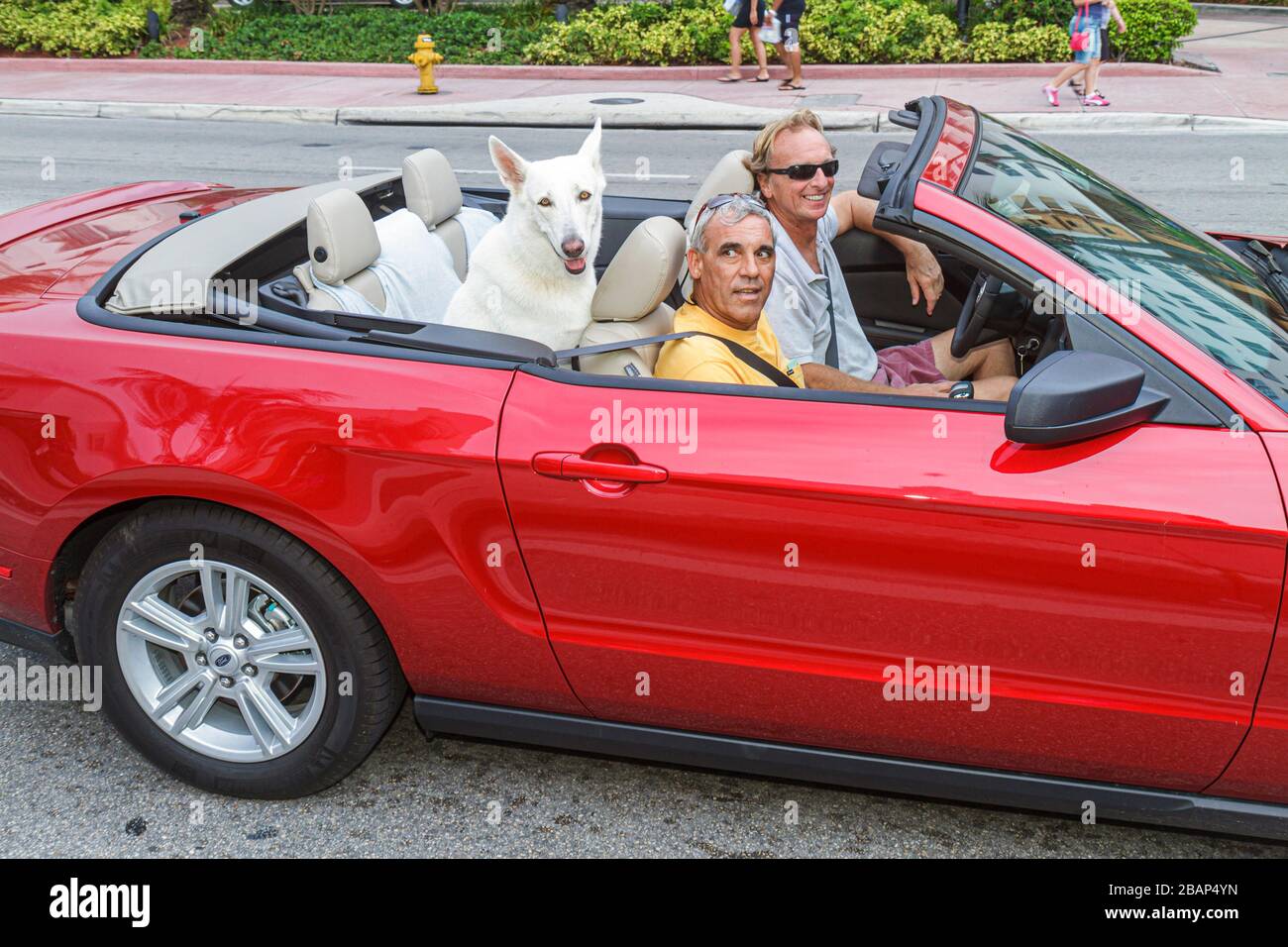 Dogs in a convertible car hires stock photography and images Alamy
