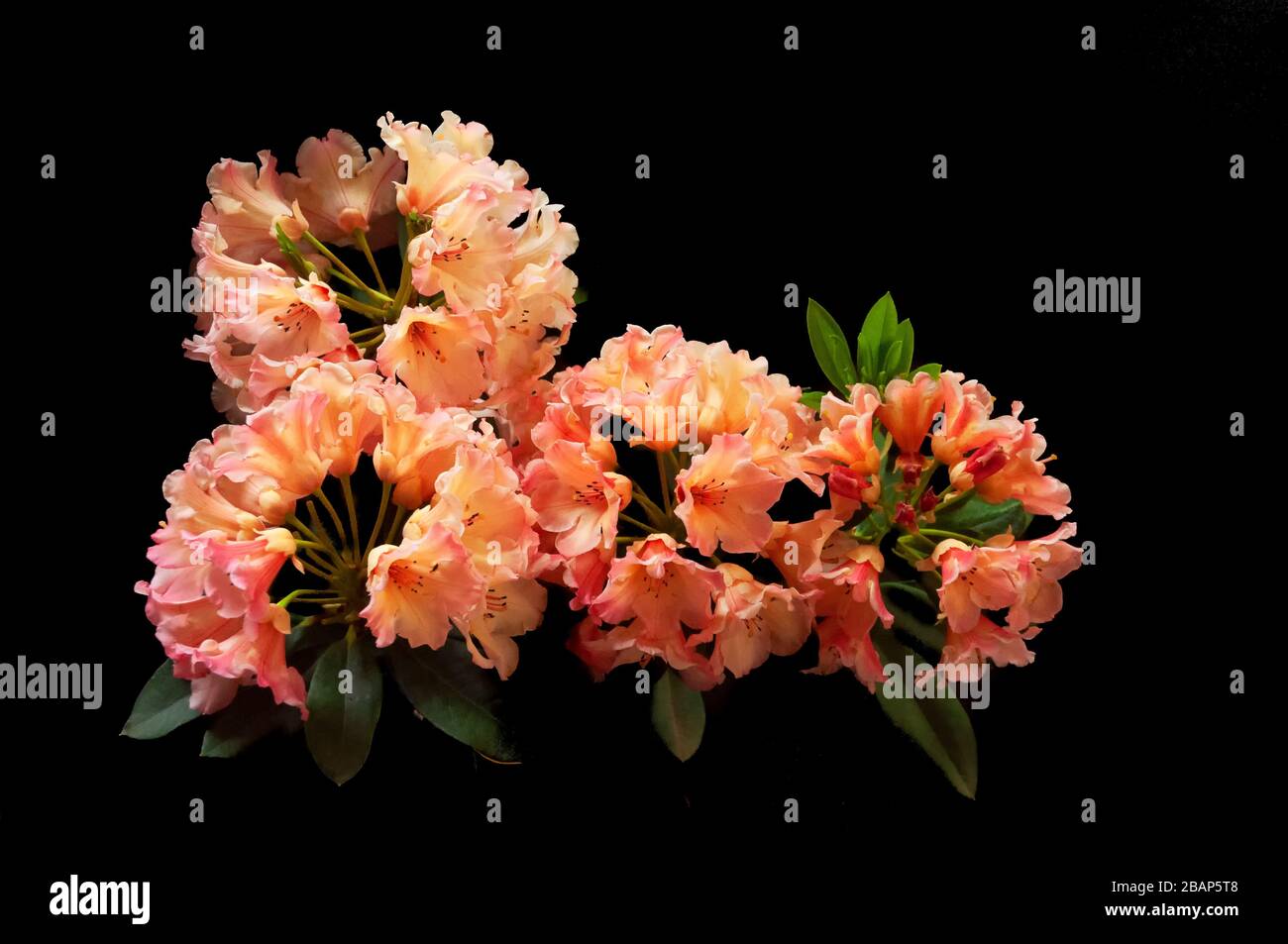 Corel, pink and yellow rhododendron on a black background Stock Photo ...