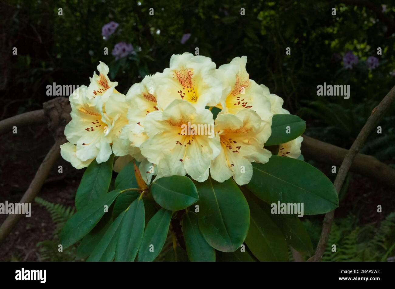 Closeup of yellow rhododendron flowers o n dark background Stock Photo -  Alamy