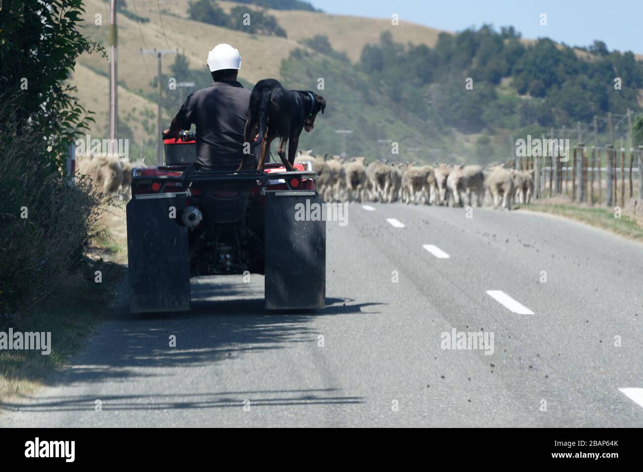 A quad bike is used to drive sheep along a rural New Zealand road, the sheep dog is riding on the back Stock Photo