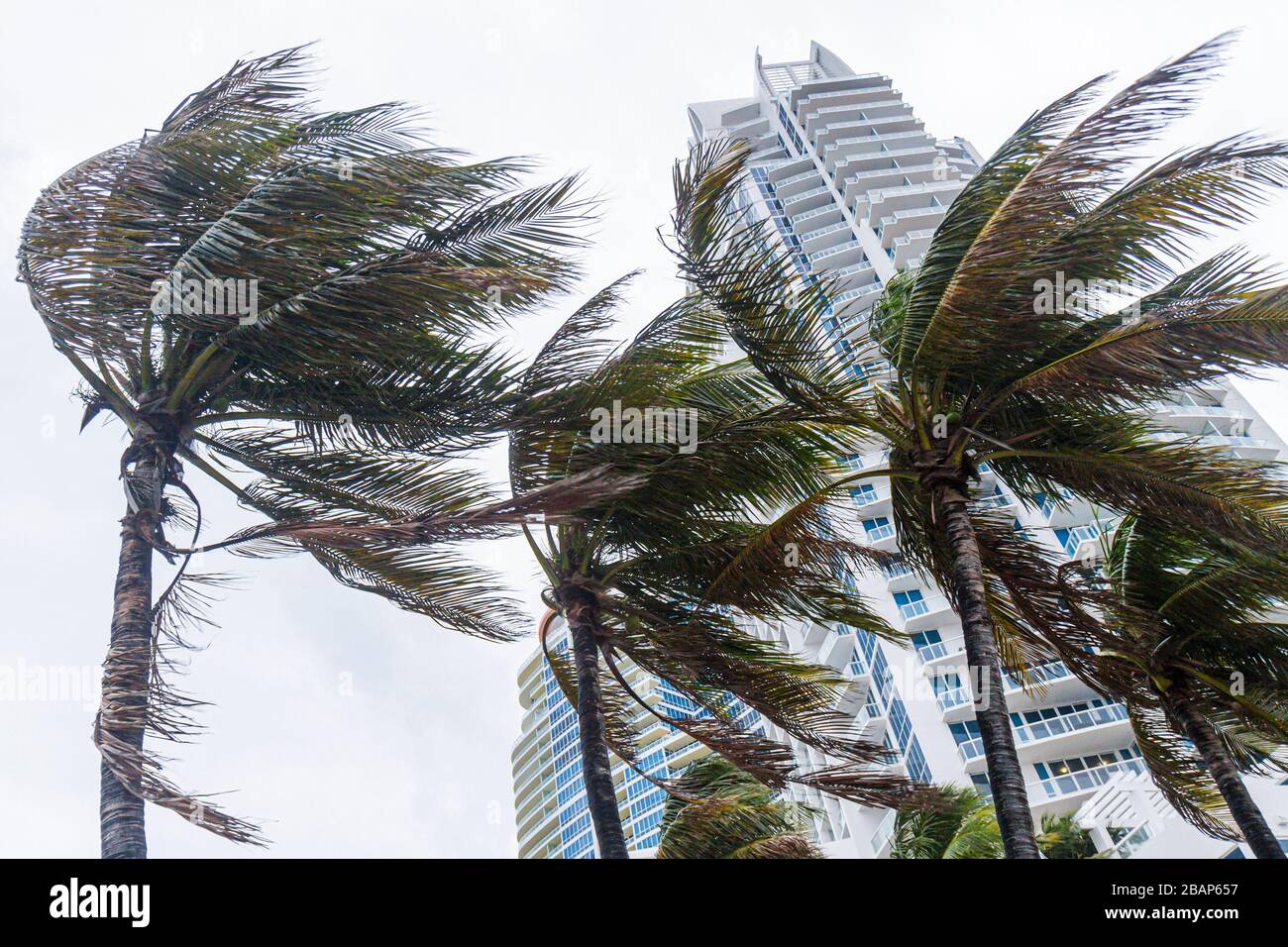 Miami Beach Florida,palm trees,windblown,blowing in wind,tropical storm,hurricane,high winds,Continuum,high rise,condominiums,FL111014061 Stock Photo