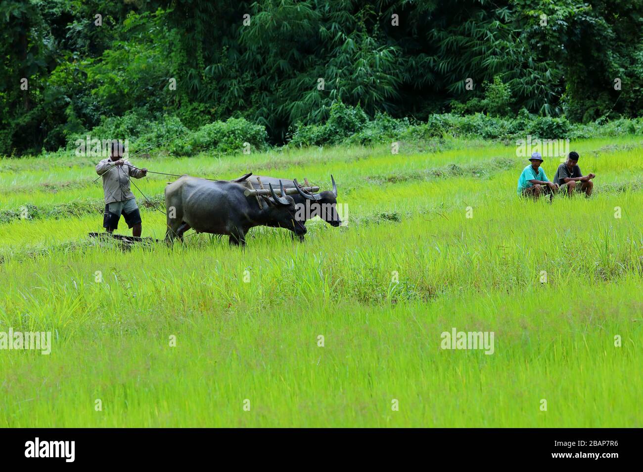 Organic farming practices.Ploughing and flattening of paddy field with oxen in rural India Stock Photo