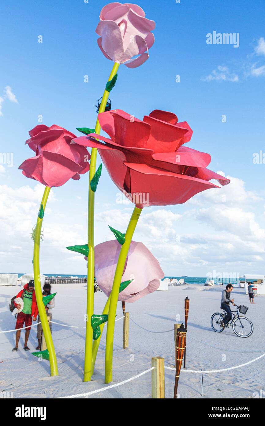 Miami Beach Florida,Art Basel,Atlantic Ocean,water,public beach,sand,Will Ryman,sculpture,art,65th Street,giant roses,pink,petal,torn,stem,man men mal Stock Photo