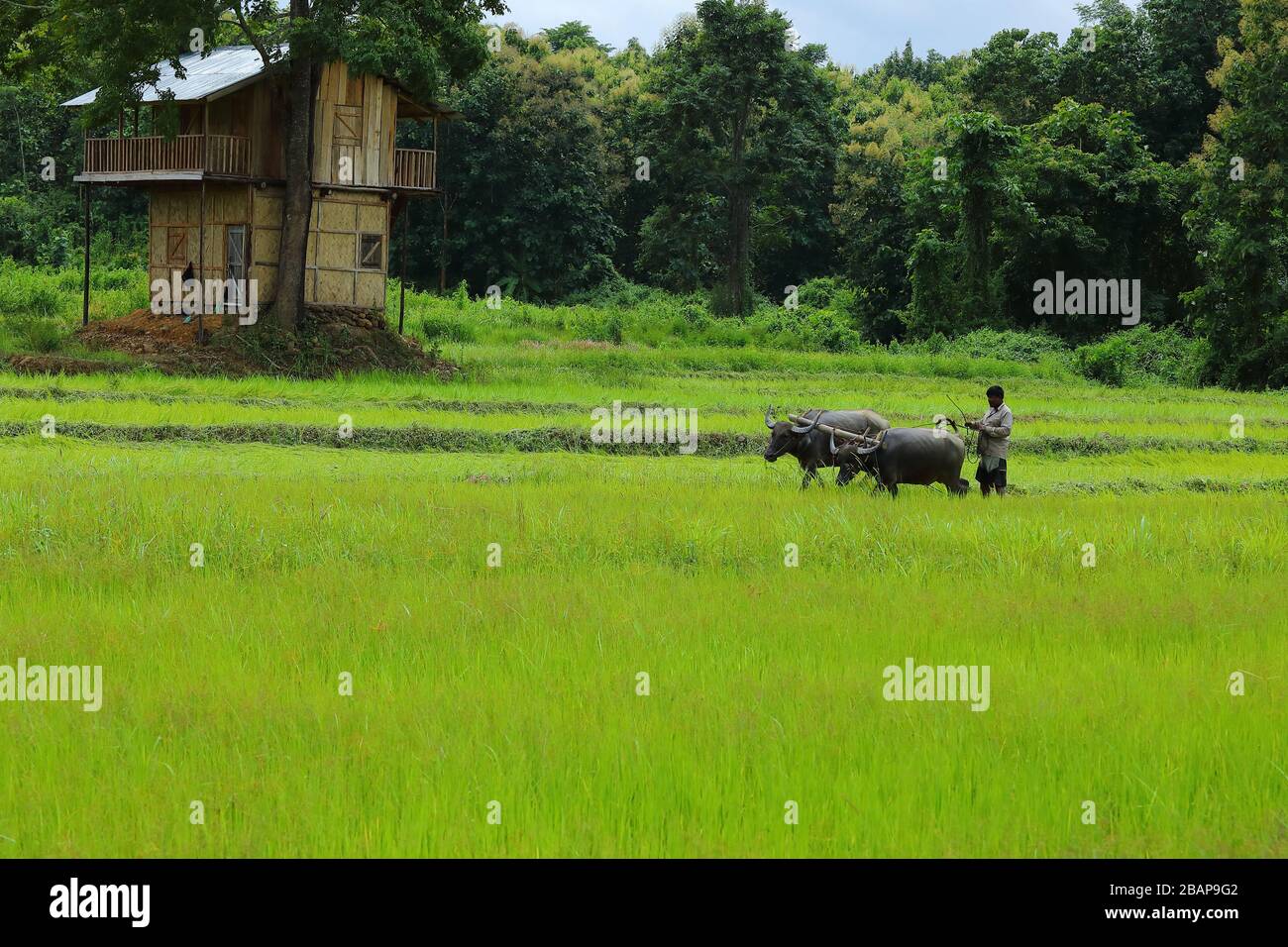 Organic farming practices.Ploughing and flattening of paddy field with oxen in rural India Stock Photo