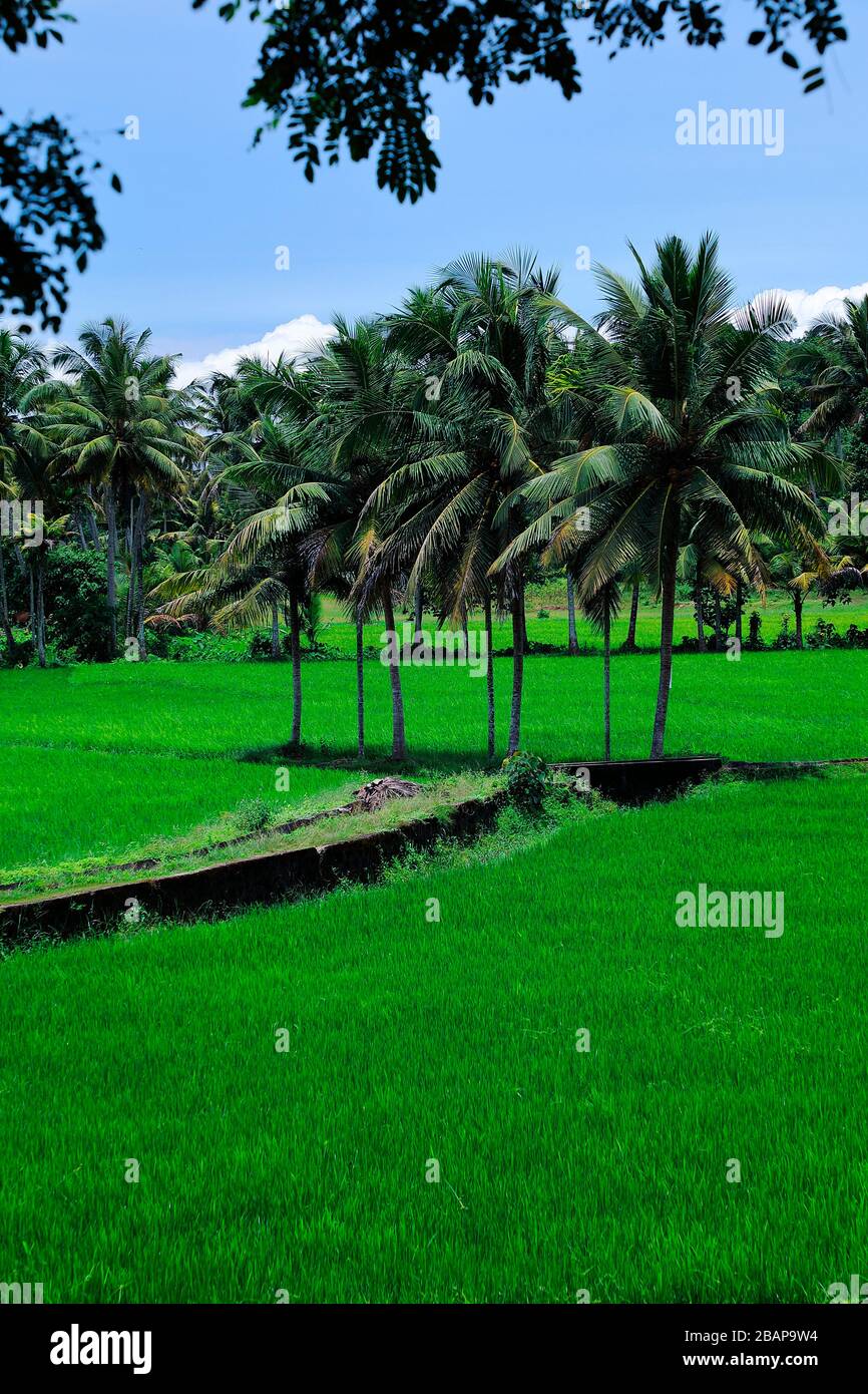 Organic farming in India,Paddy fields in kerala. Stock Photo