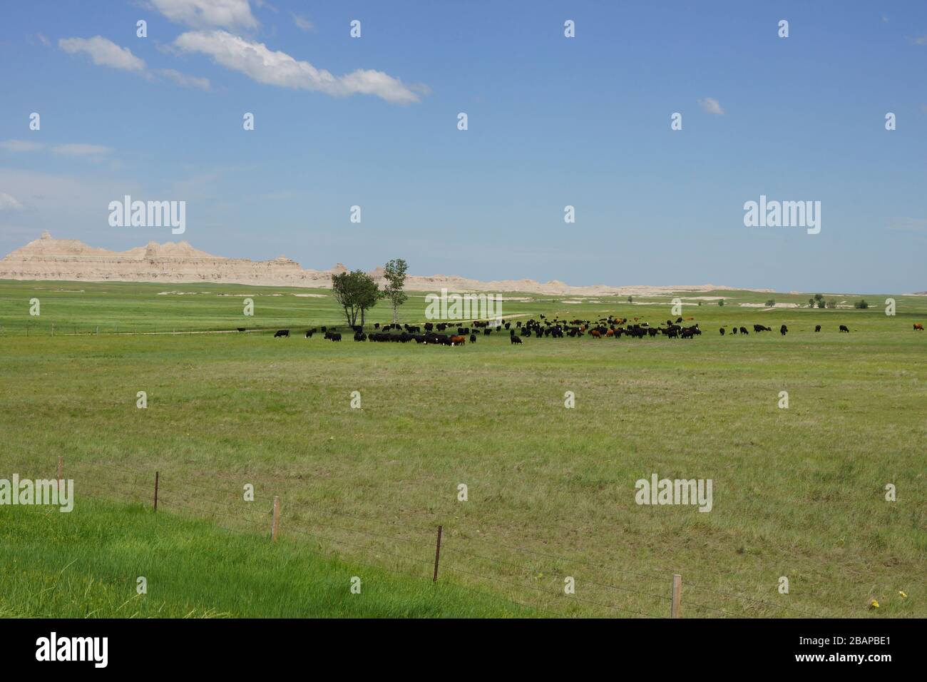 Cows near Badlands National Park in South Dakota Stock Photo Alamy