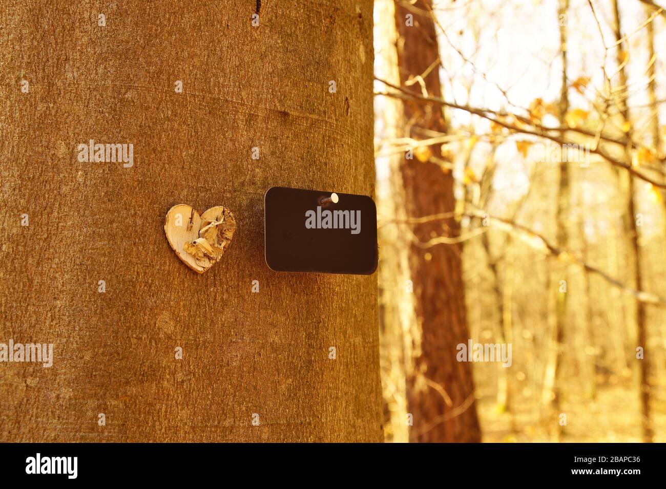 natural funeral in woodland, Grave in the forest, Natural burial grave