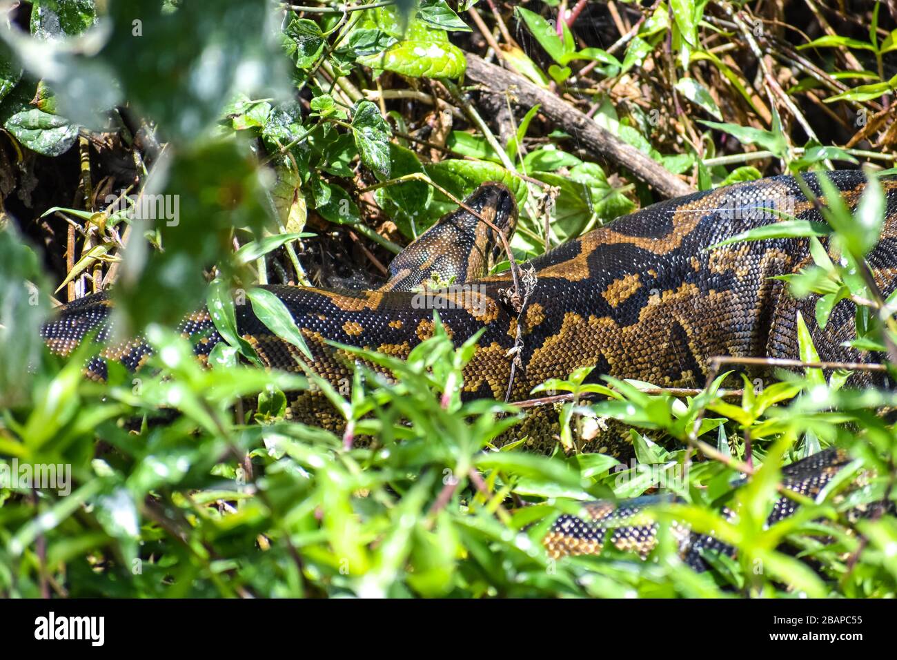 African rock python pretty full after a meal Stock Photo