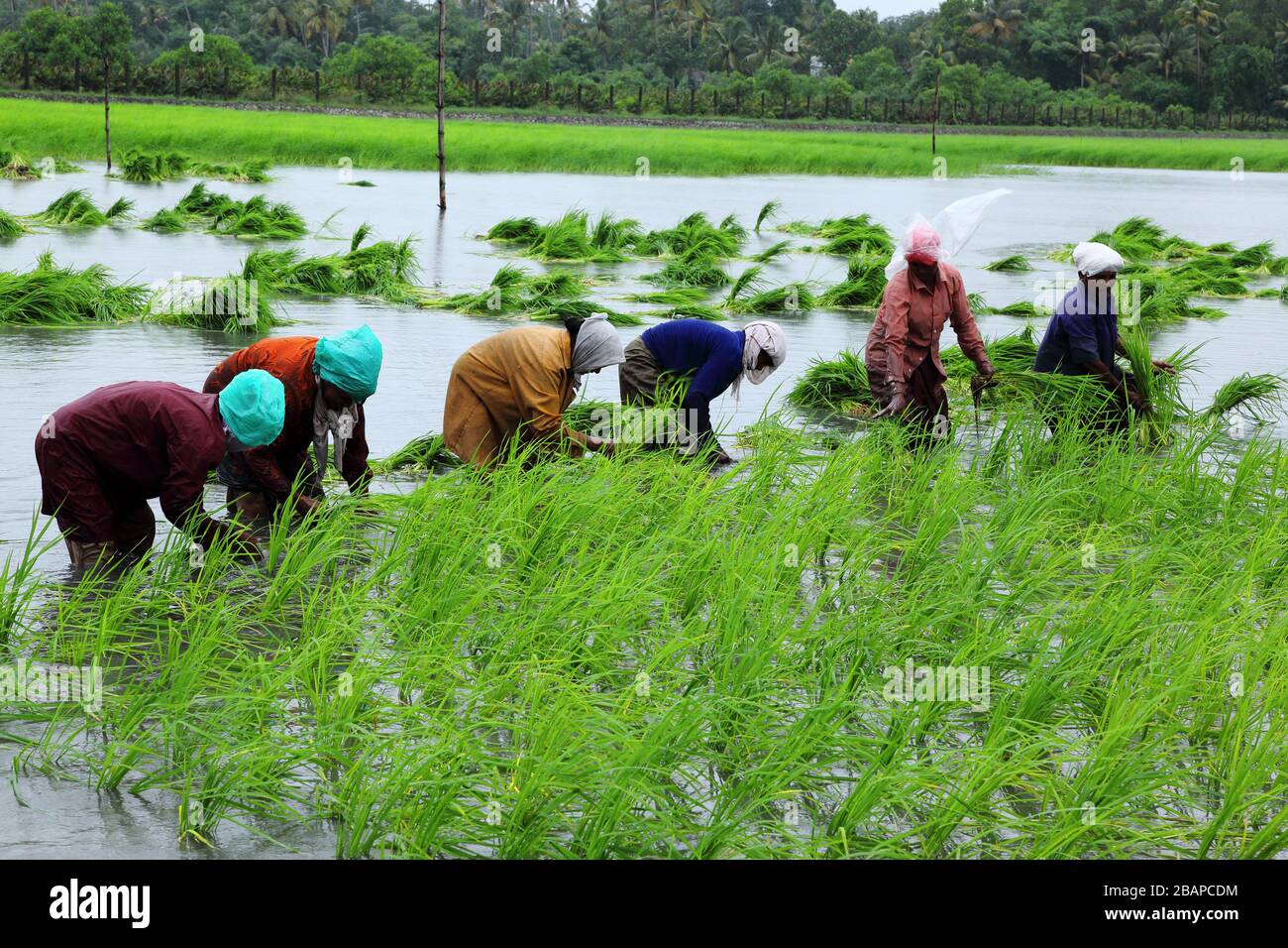 Pokkali Rice Organic farming in Kerala,India.Pokkali is a unique saline tolerant rice variety. Stock Photo