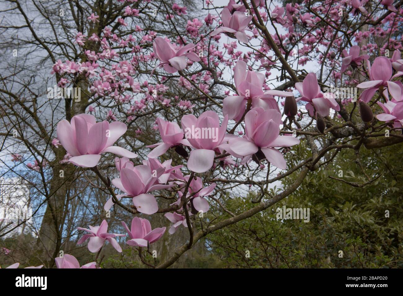 Bright Pink Spring Flowers on a Deciduous Magnolia Tree in a Garden in Rural Devon, England, UK Stock Photo