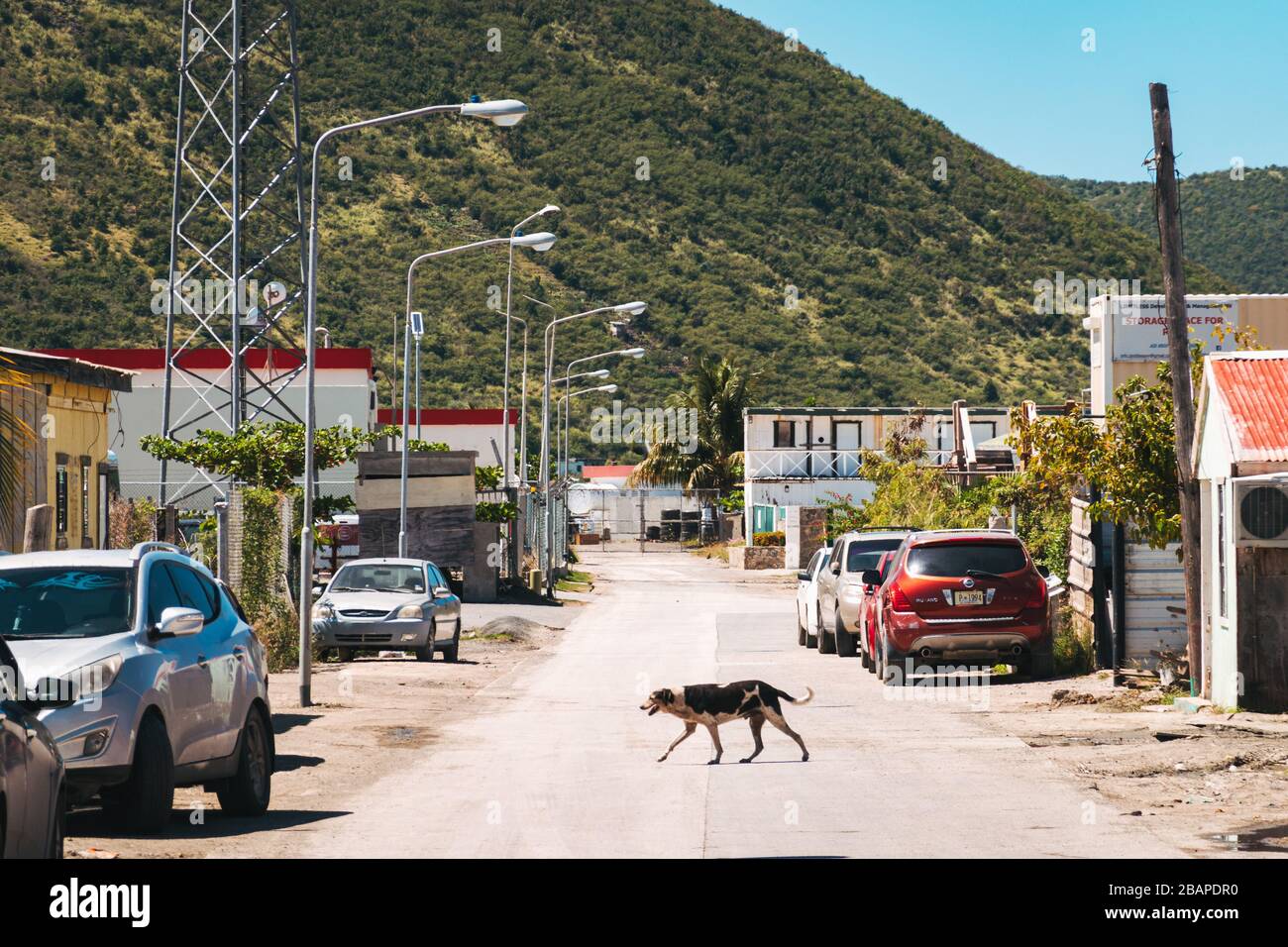 A dog crosses an urban street in outer Philipsburg, St. Maarten Stock Photo