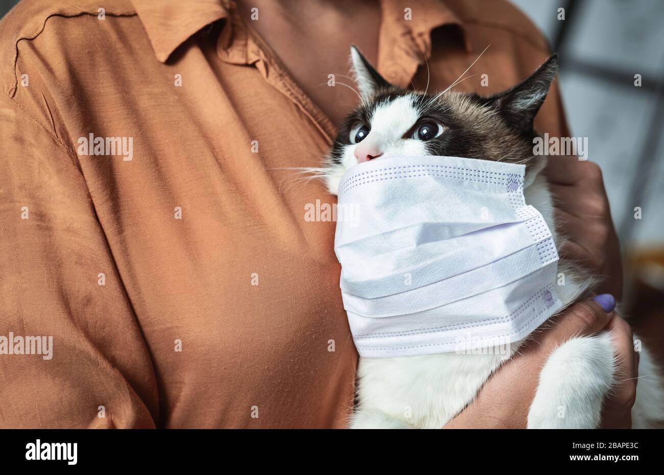 Portrait of cat in quarantine wearing mask Stock Photo Alamy