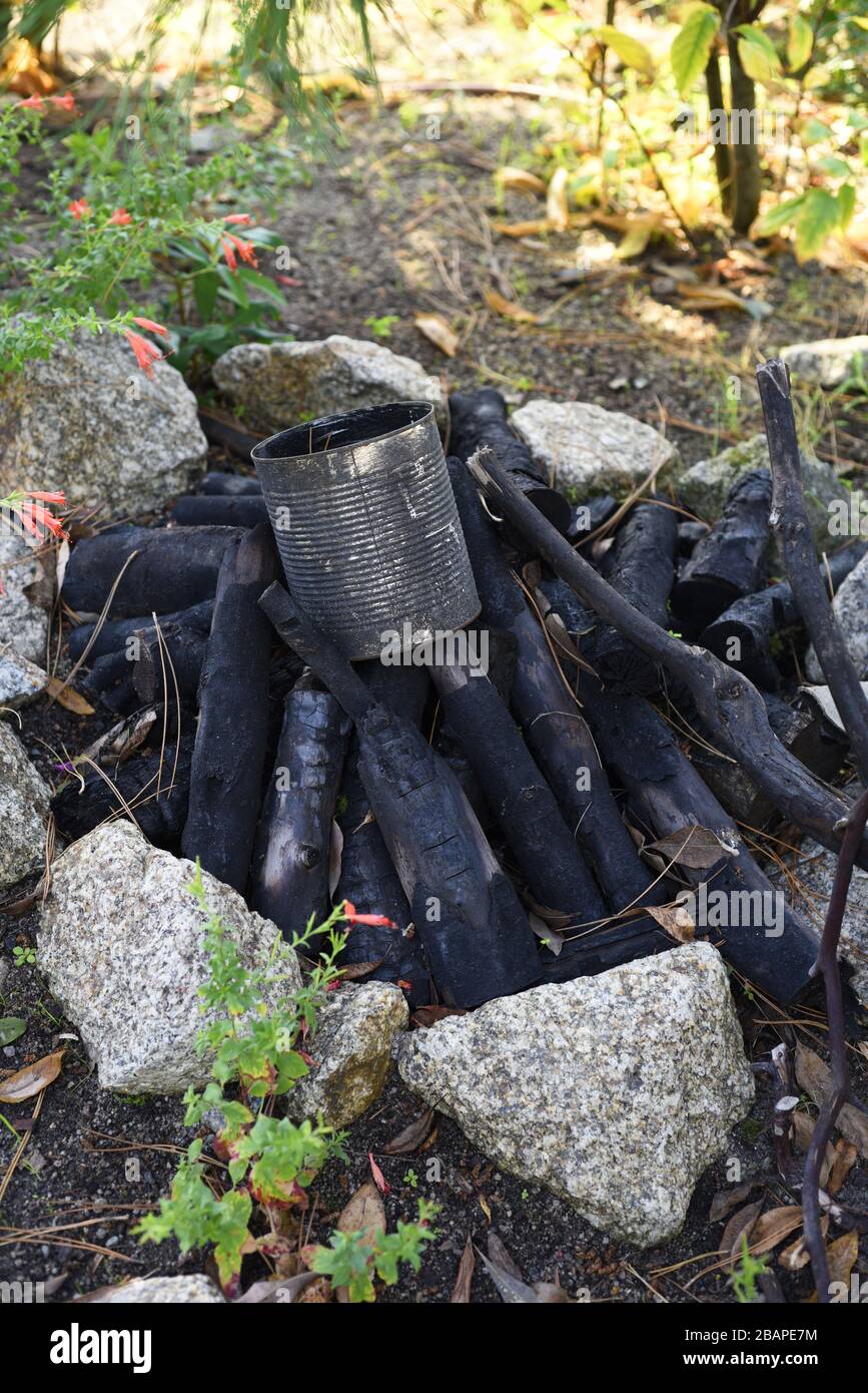 Remains of campfire, with a large metal tin can on some burnt logs and wood. Metaphor survival skills, camping outdoors, camp fire, bushcraft Stock Photo