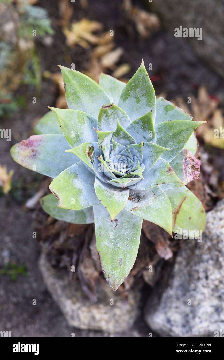 Dudleya brittonii, Crassulaceae. Commonly known as 'live-forever' plants, Dudleya species have been known to live up to 100 years. Althought they appe Stock Photo