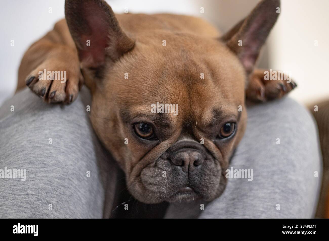 Why Do French Bulldogs Sleep So Much