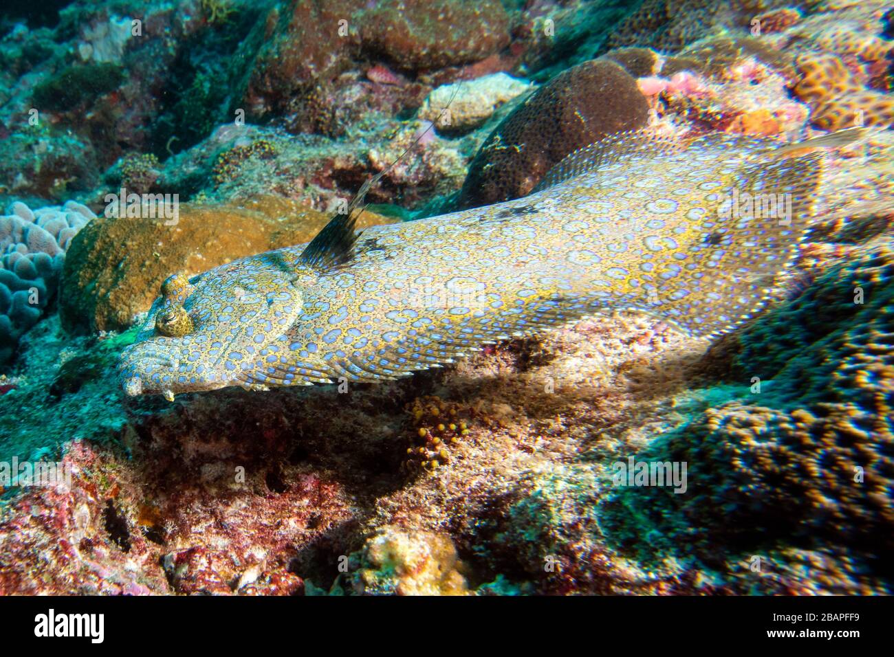 Flat fish underwater while diving maldive Stock Photo