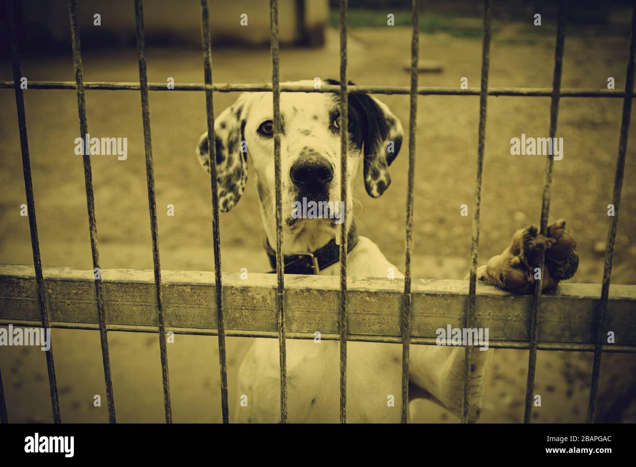 Abandoned dog and caged animal abuse and neglect Stock Photo Alamy