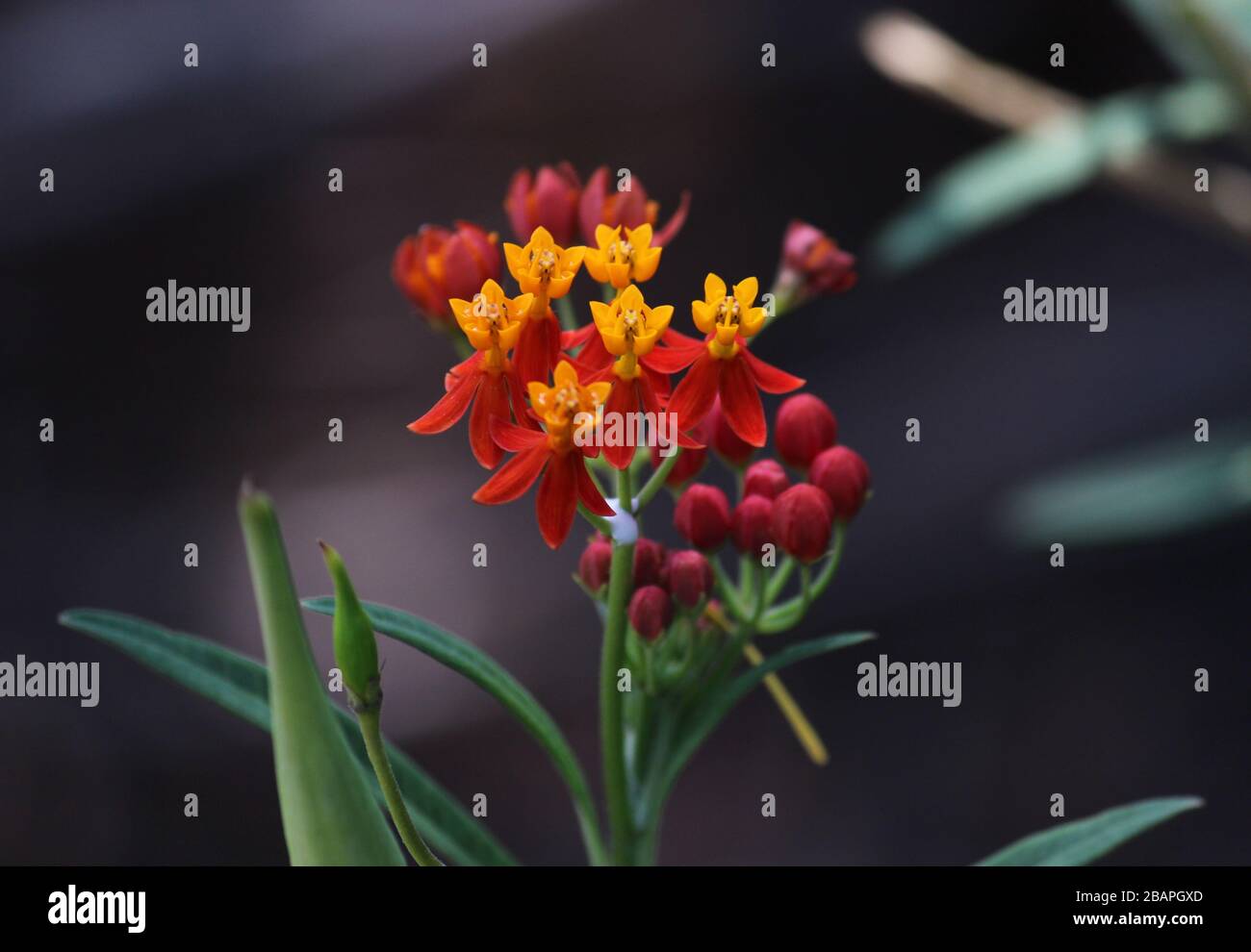 bright red yellow flowers and white mily sap of a typical butterfly weed in butterfly garden Stock Photo