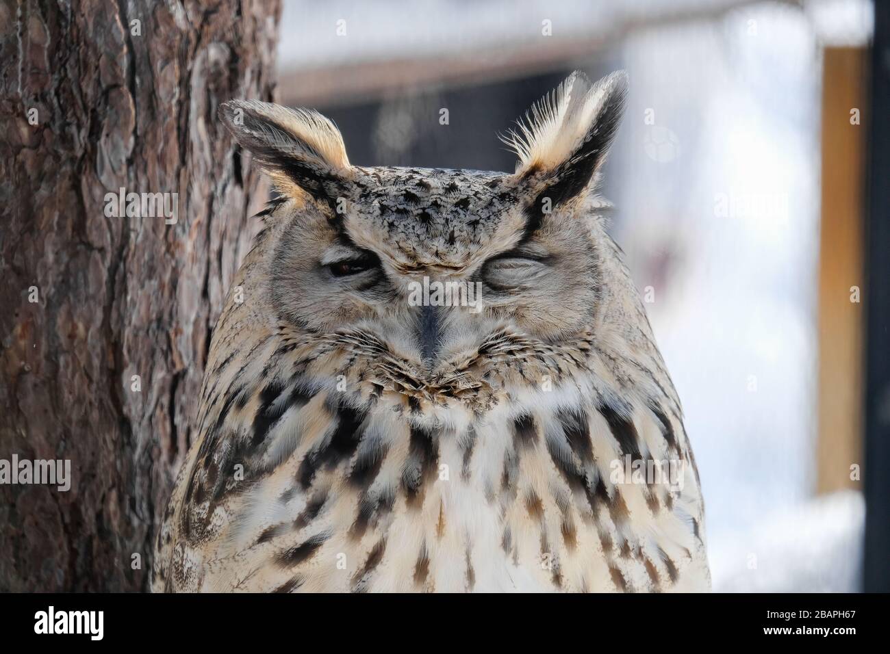 In winter, Cutie Sleeping owl stay under the three. It's beautiful