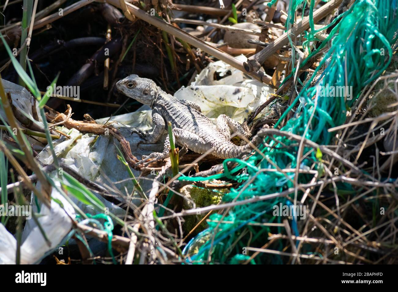 A lizard is posing on a plastic bag in the nature, next to plastic nets ...