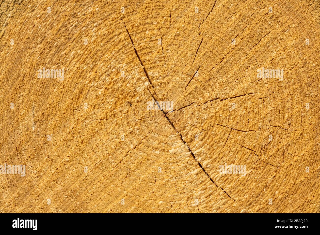 wood cut with annual rings and cracks, texture Stock Photo - Alamy