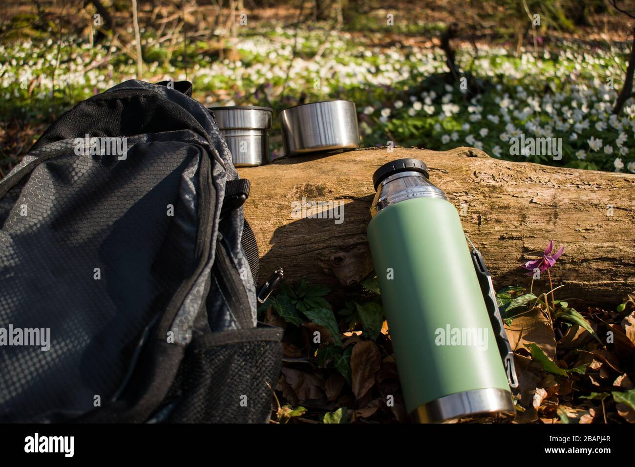 Two mugs, thermos bottle and backpack lean on tree trunk in the forest. Concept of preserving nature, protecting environment and healthy lifestyle Stock Photo