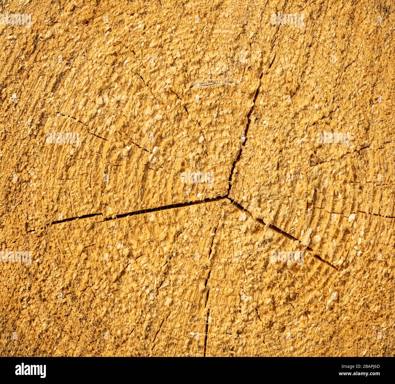 wood cut with annual rings and cracks, texture Stock Photo