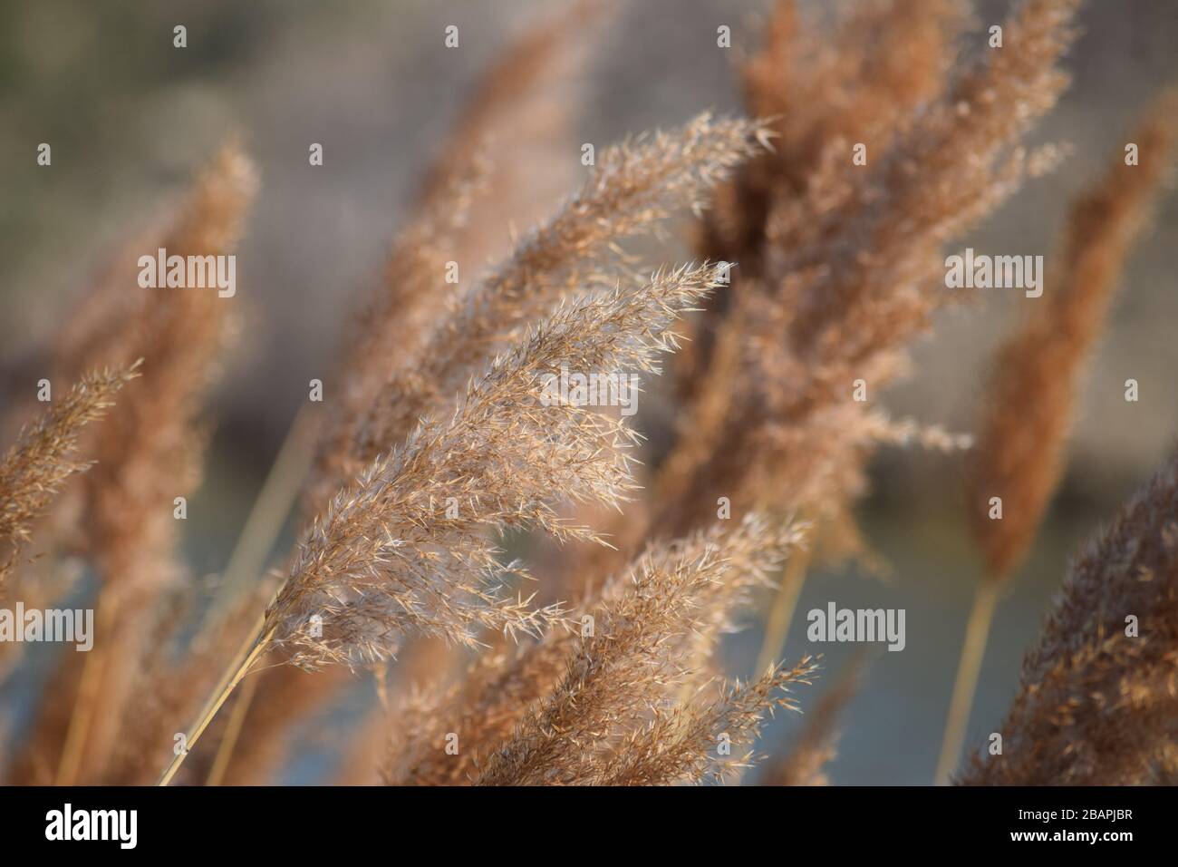 Reed sway in water hi-res stock photography and images - Alamy