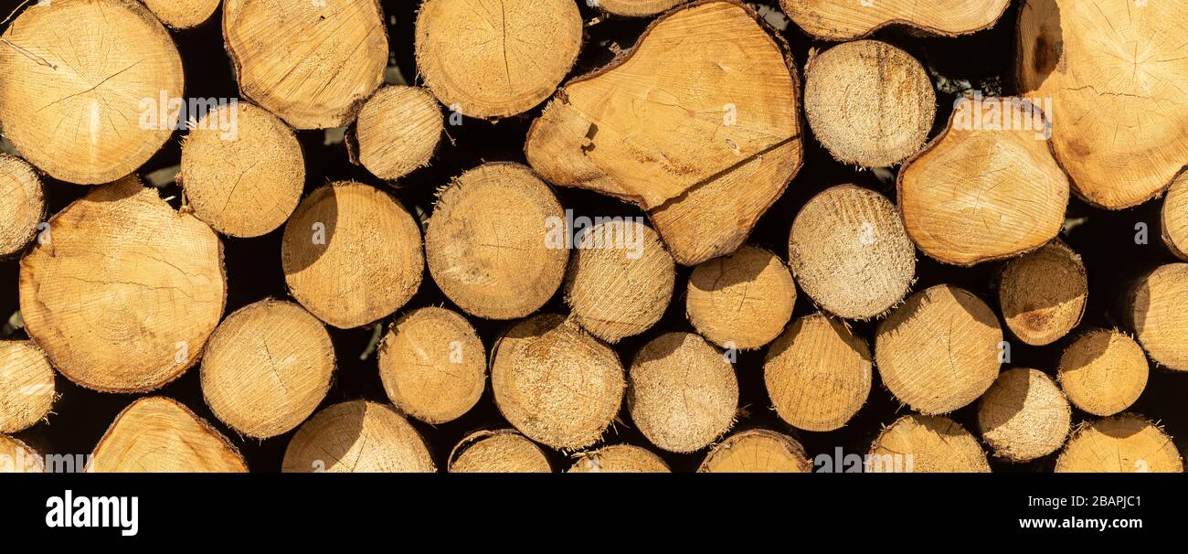 pile of harvested wood logs, texture Stock Photo