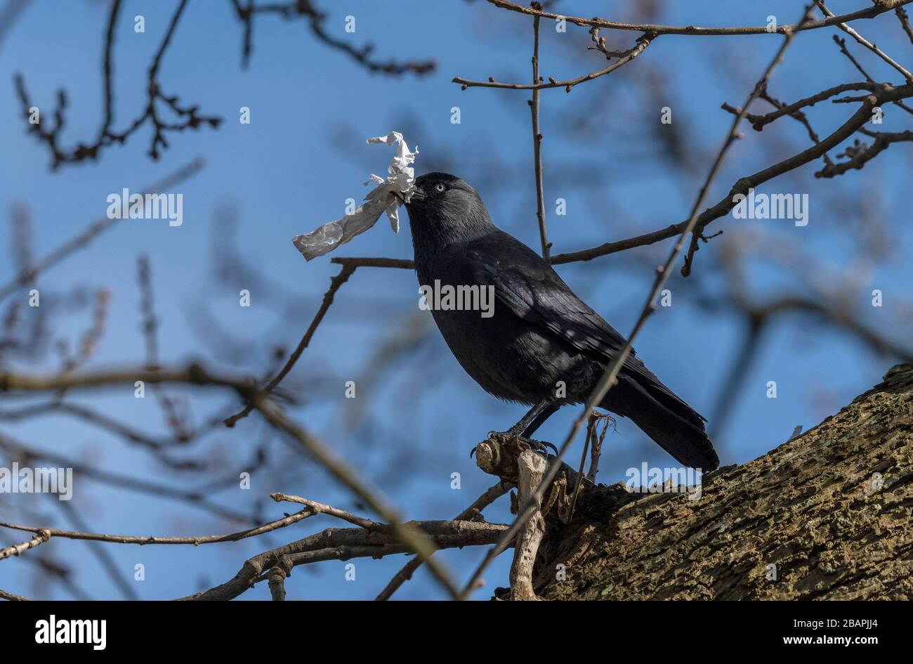 Jackdaw, Corvus monedula, holding used tissue, in oak tree. Stock Photo