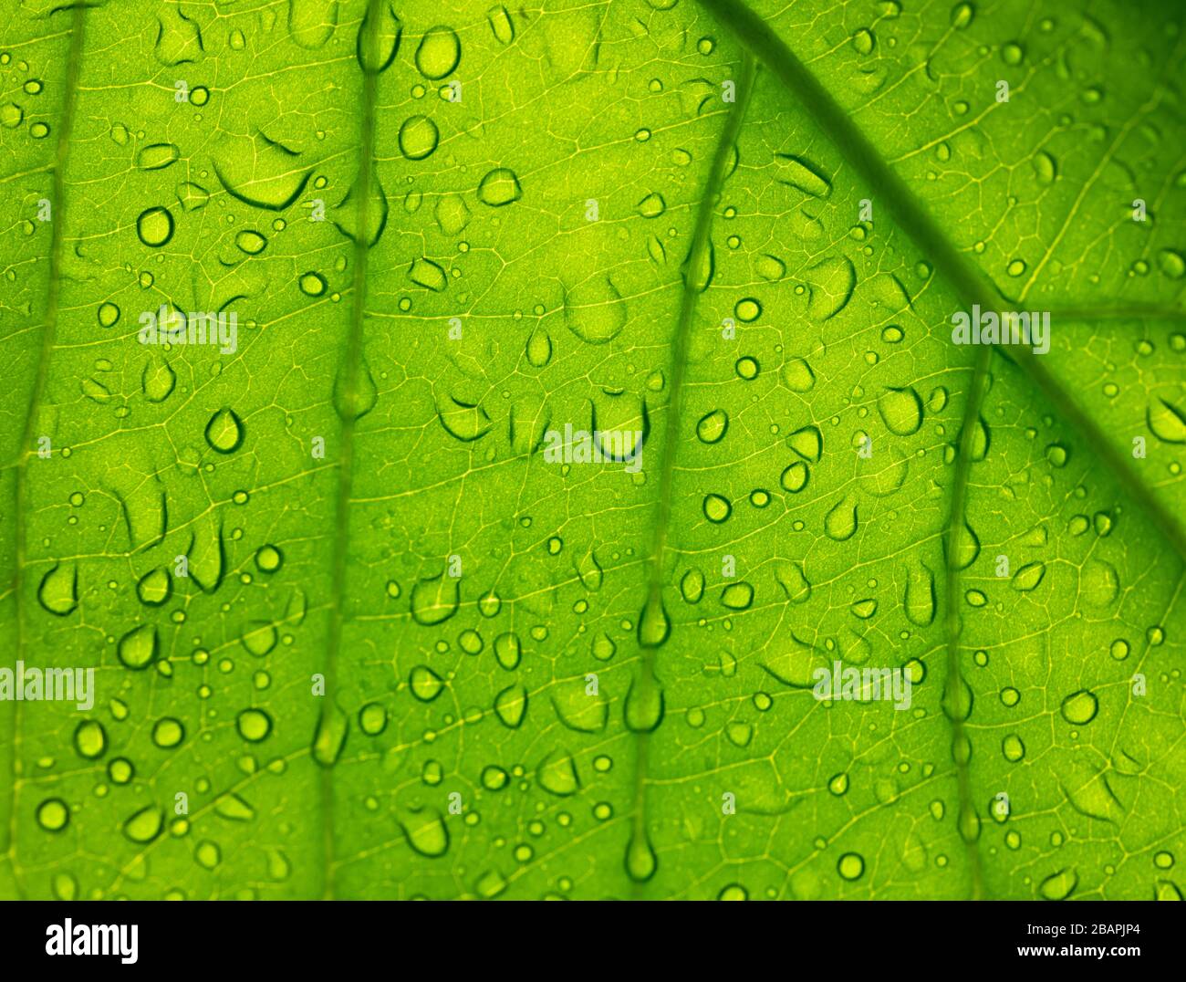 veins in a leaf with water drops against the light, texture Stock Photo
